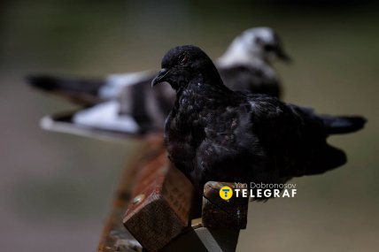Голуби на вулицях Краматорську