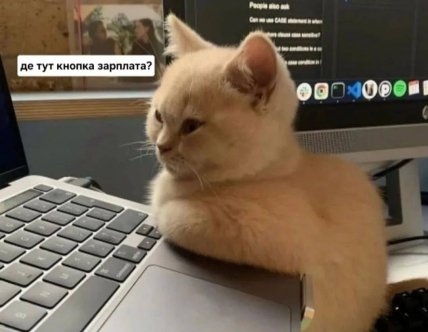 Мем кот спрашивает, где зарплата