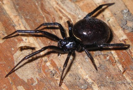 Steatoda grossa