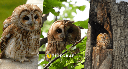 На Закарпатье пограничники спасли сову