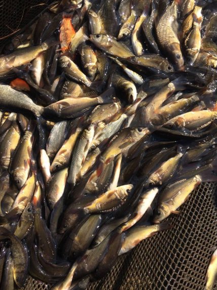 Пресноводная рыба