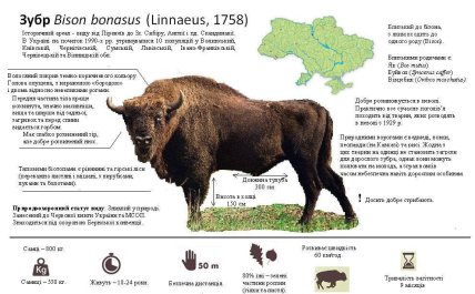 Основні дані про зубрів