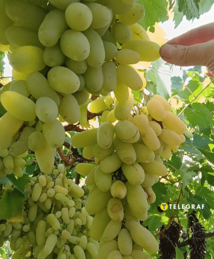 Виноград Алінка чому так називається і чи варто садити