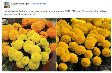 бархатцы, чернобривцы, цены