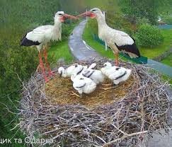 Батьки з лелеченятами