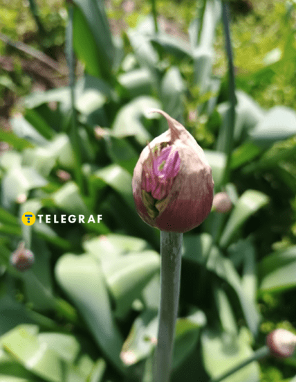 Декоративна цибуля навіщо садити