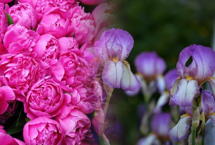 Пионы и ирисы