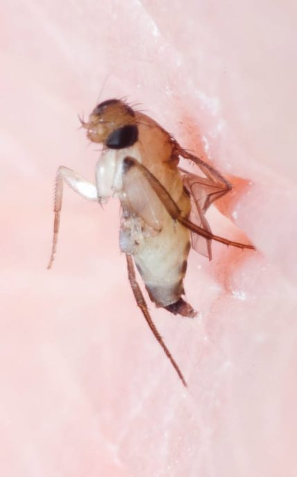 Муха, що виявив у себе вдома житель Одеси