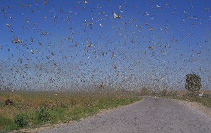 Нашестя сарани