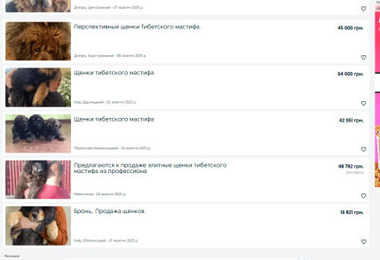 Вартість щенят тибетського мастифу в Україні