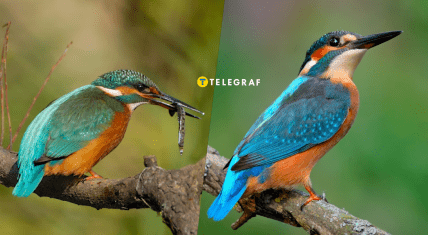 Как выглядит птица