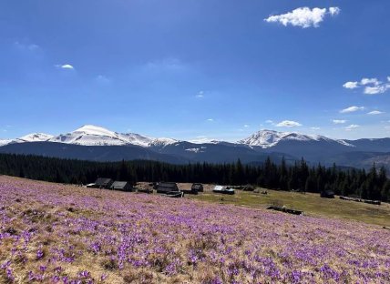 Полонина Кукул, крокуси