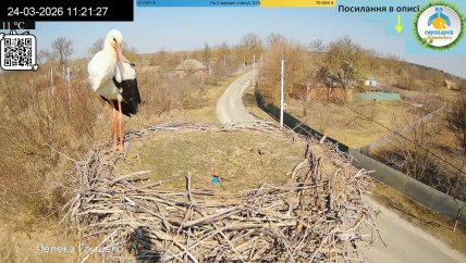 Птах побув у гнізді трохи часу