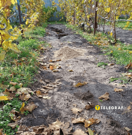 Після зняття агротканини в міжряддях розсипається компост, пісок, добрива