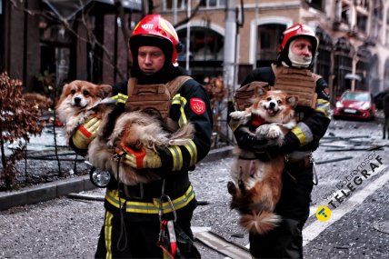 Корги спасли после прилета