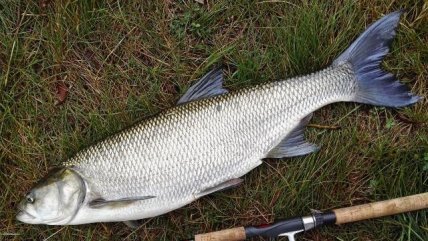 Рыба жерех (белизна)