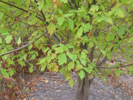 Клен ясенелистный фото