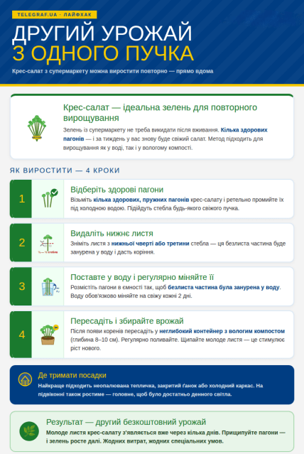 Кресс-салат из магазина можно повторно вырастить дома