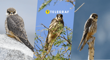 Підсоколик великий живе в Чорнобильському заповіднику