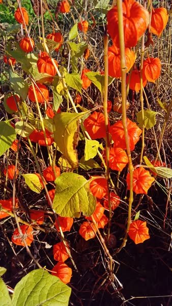 Фізаліс як виглядає