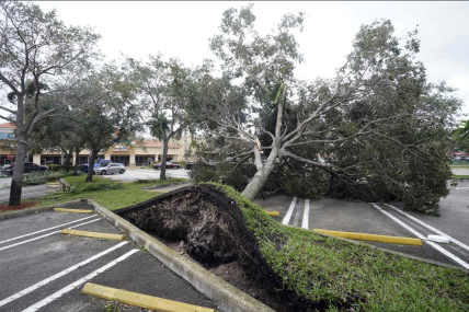 Вырванное с корнями дерево на парковке торгового центра в Купер-Сити, штат Флорида