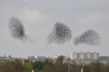 Мурмурація птахів