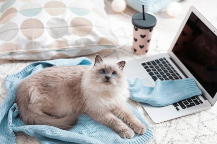 Почему кошка спит на вещах хозяина