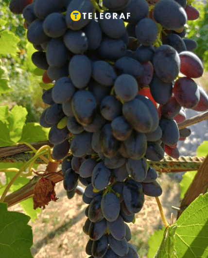 Виноград кишмиш Джой