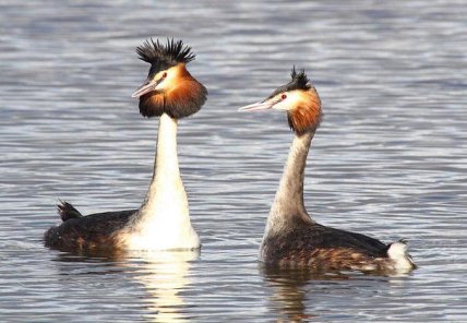 Пирникозы в брачный период
