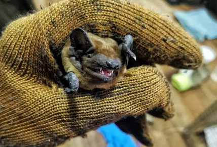 Морда летучей мыши