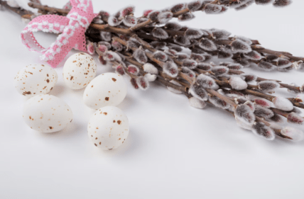 Ивовые котики