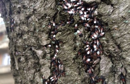 В Запоріжжі побачили нвоих комах - липових або мальвових клопів