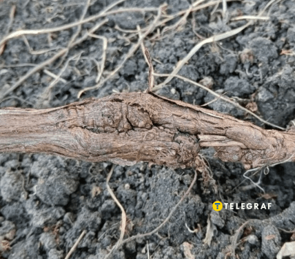 Рак або морозобоїна на винограді – що це, як виглядає та як лікувати.