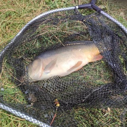 Риболовля ставок біля села Прибилів на Івано-Франківщині