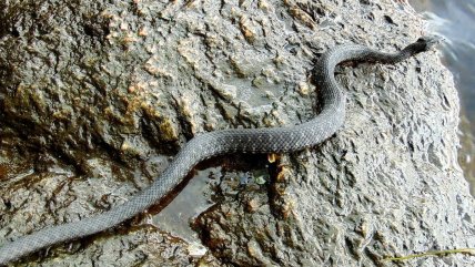 Водяний вуж