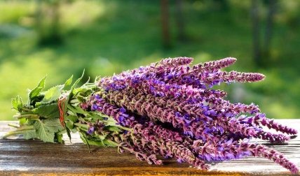 Растения, которые привлекают в дом деньги