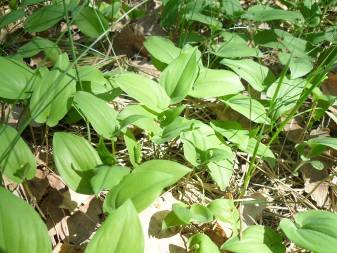 Веснівка дволиста