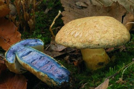 Гриб синеет после среза. Фото: vlisi.com.ua