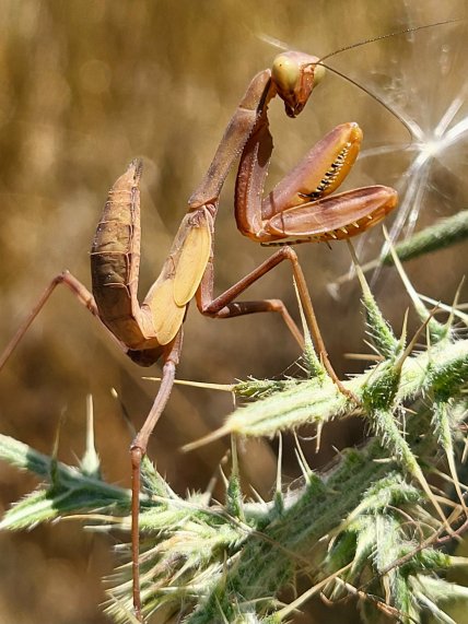 Богомол коричневый