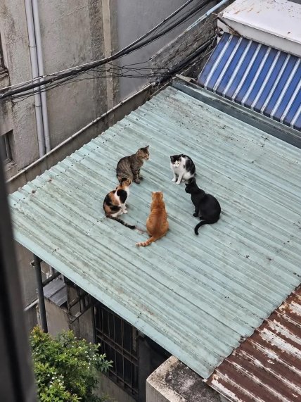 Кошки на крыше