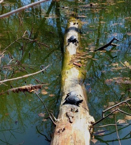 Черепахи в Чернигове