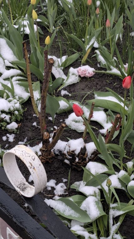 Сніг у Сумах 24.04.2026