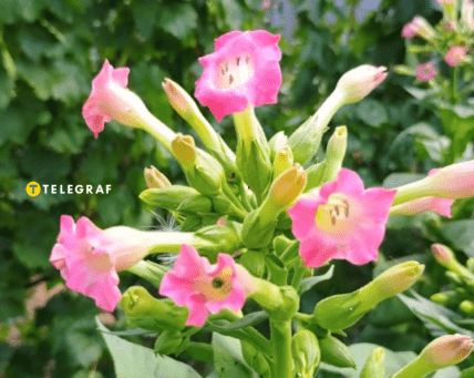 Запашний тютюн