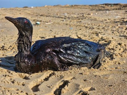 Гагара после загрязнения Черного моря