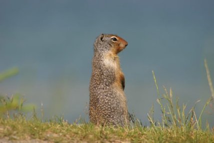 Крапчатого суслика обнаружили на Львовщине