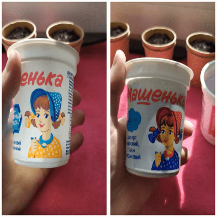 Сирок Машенька 2020 рік