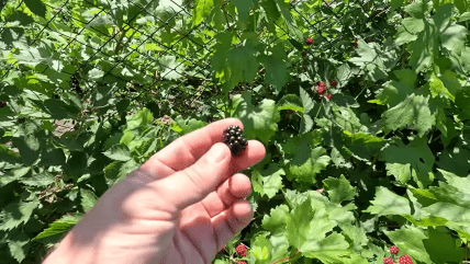 Ежевика