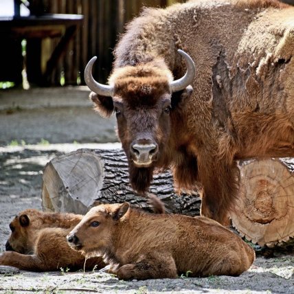 Зубр с телятами в Киевском зоопарке