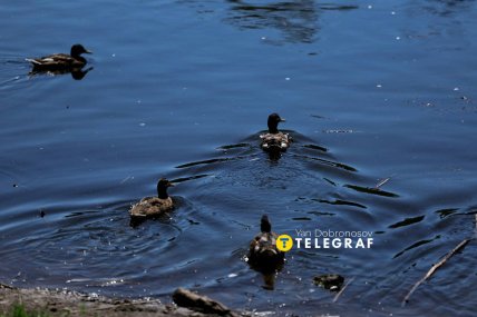 Качки плавають у водоймі