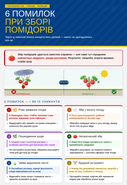 Как правильно срывать помидоры, чтобы не навредить растению